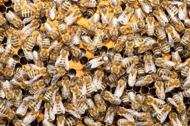 Pszczoły pomogą w walce z groźnymi wirusami? /123RF/PICSEL