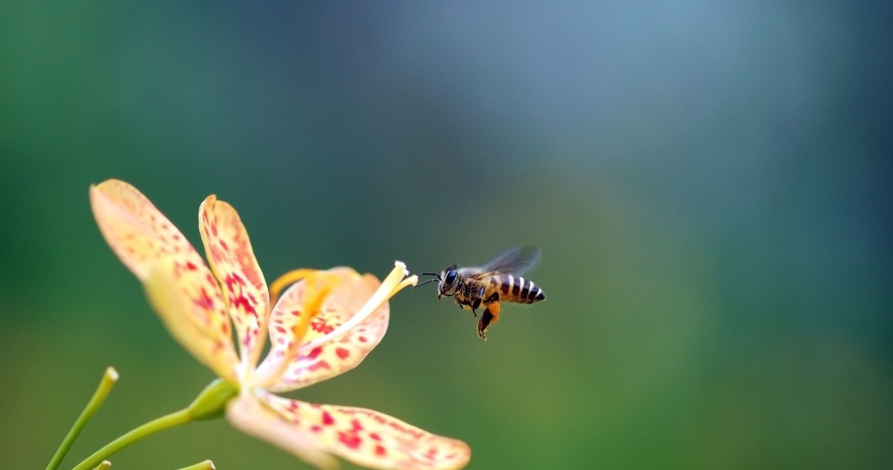 Pszczoły pomogą w wykrywaniu SARS-CoV-2 /123RF/PICSEL