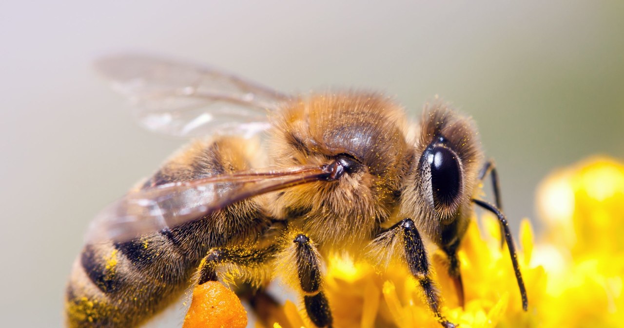 Pszczoły posiadają prawdziwą supermoc, która może pomóc człowiekowi /123RF/PICSEL