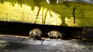 Pszczoły. Reportaż z mikropaństwa