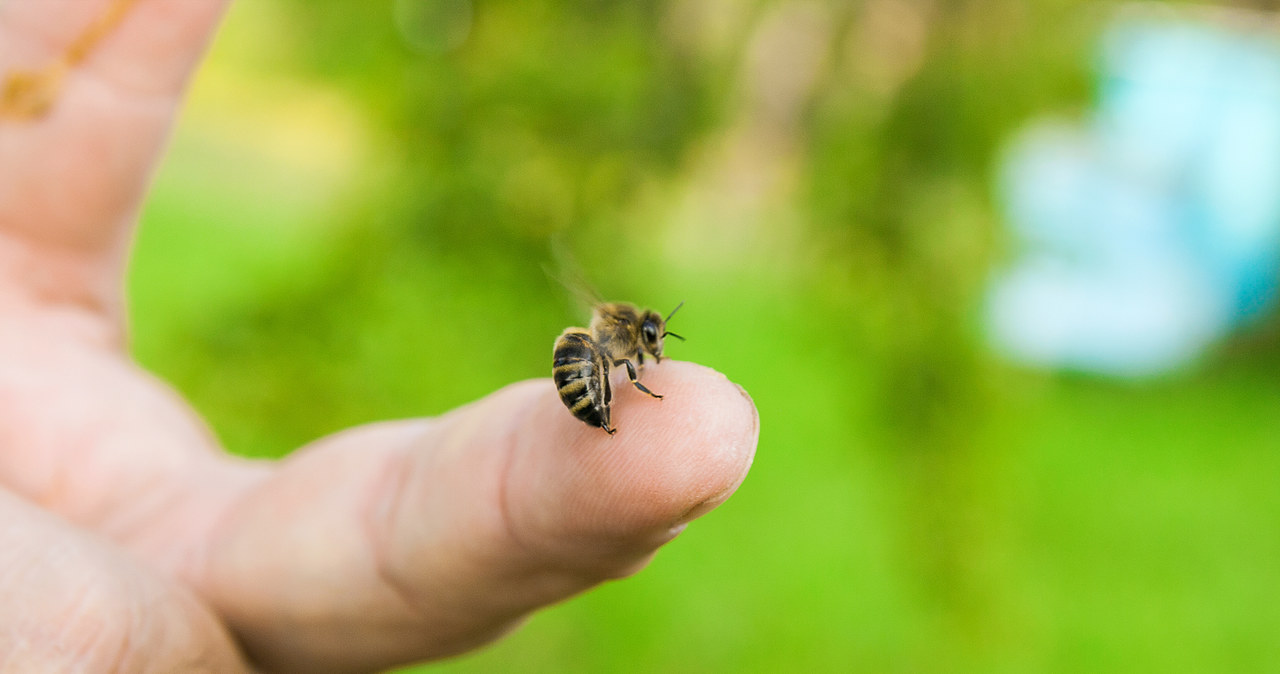 Pszczoły są bardzo pożyteczne, jednak zdarza się, że żądlą, broniąc dostępu do gniazda i zapasów miodu. /123RF/PICSEL