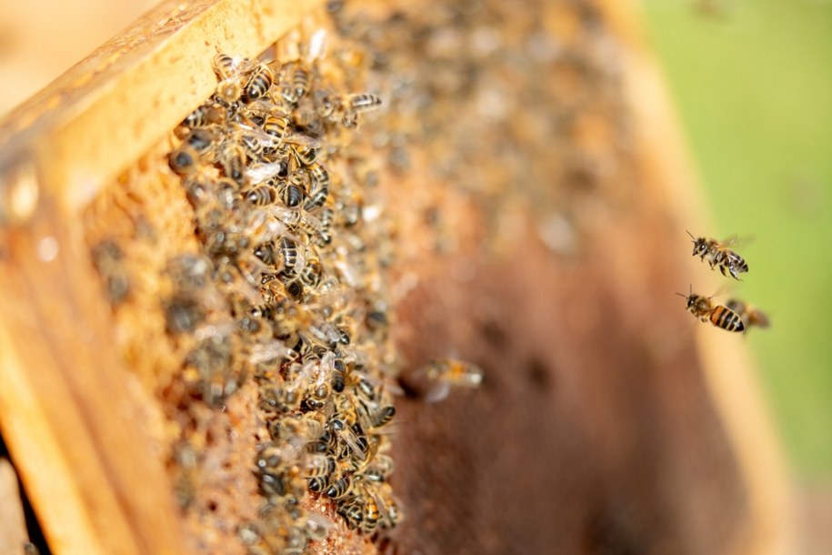 Pszczoły są nieodłączną częścią miejskiego ekosystemu /Shutterstock