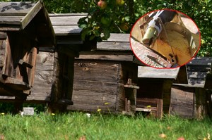 Pszczoły same "rozminowały" ul pod Kijowem