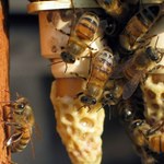 Pszczoły słabsze przez in vitro