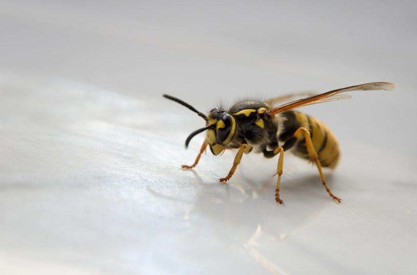 Pszczoły to jedne z najważniejszych stworzeń na świecie, a ich wymarcie mogłoby spowodować ogromny kryzys żywnościowy. Te małe owady są w dużej mierze odpowiedzialne za zachowanie różnorodności biologicznej na świecie. /123RF/PICSEL