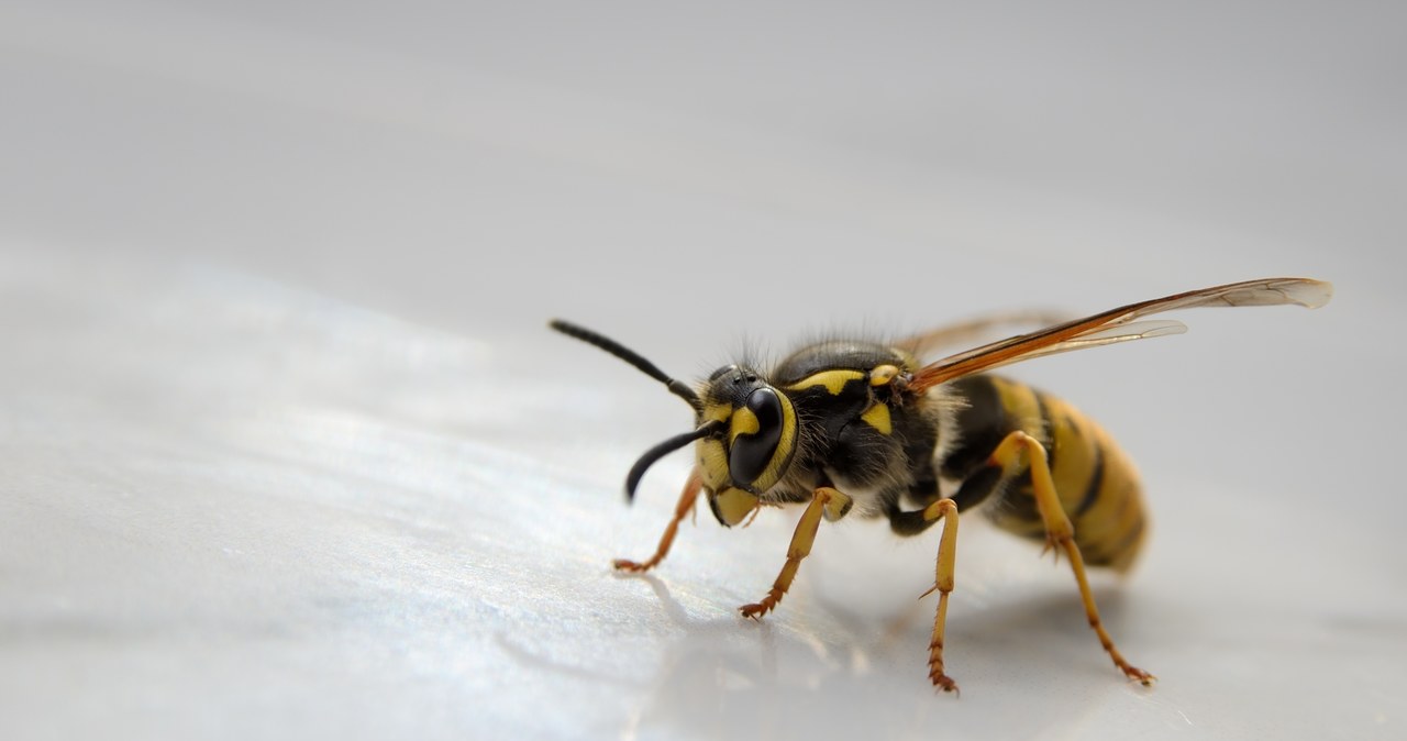 Pszczoły to jedne z najważniejszych stworzeń na świecie, a ich wymarcie mogłoby spowodować ogromny kryzys żywnościowy. Te małe owady są w dużej mierze odpowiedzialne za zachowanie różnorodności biologicznej na świecie. /123RF/PICSEL