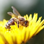 Pszczoły tresowane do wykrywania min przeciwpiechotnych