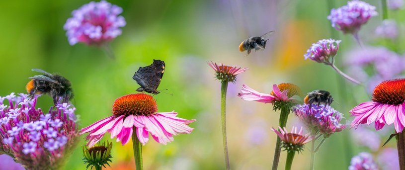 Pszczoły, trzmiele i motyle to jeden z najbardziej pożytecznych owadów. /123RF/Picsel, 123RF/Picsel /INTERIA.PL