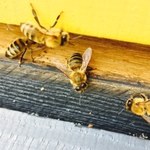 Pszczoły w centrum Łodzi. Może być ich nawet pół miliona