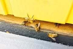 Pszczoły w centrum Łodzi