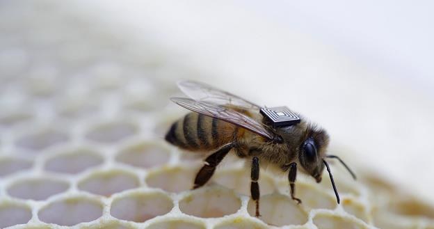 Pszczoły w dobrej kondycji przetrwały zimę

! /AFP