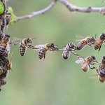 Pszczoły w dobrej kondycji przetrwały zimę