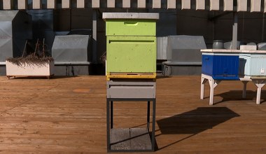 Pszczoły w Polsce zaczynają się budzić. Trwa kluczowy okres