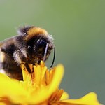 Pszczoły wiedzą, co to ból. Nowe odkrycie naukowców