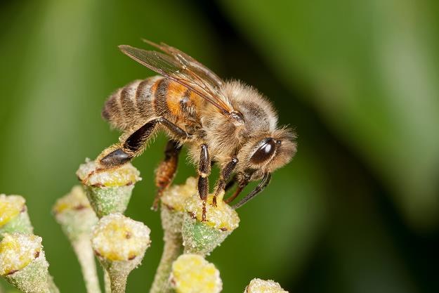 Pszczoły wkraczają do miast. Samorządy wspierają zakładanie pasiek /&copy;123RF/PICSEL
