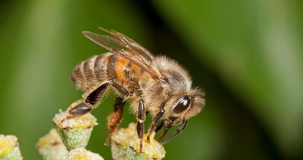 Pszczoły wkraczają do miast. Samorządy wspierają zakładanie pasiek /&copy;123RF/PICSEL