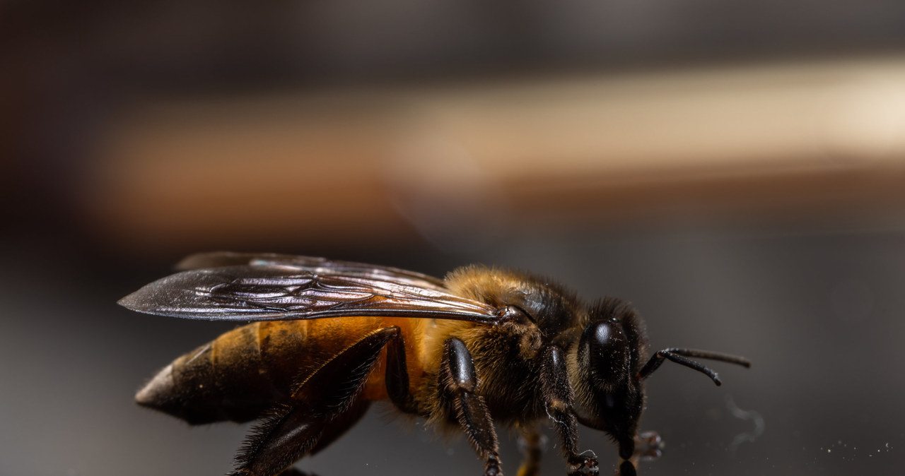 Pszczoły wkraczają do miast. W miejskim środowisku nie zagrażają im pestycydy. Zdj. ilustracyjne /123RF/PICSEL