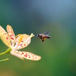 Pszczoły wykryją osoby zarażone SARS-CoV-2