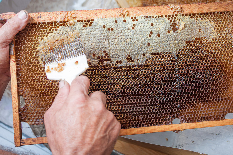 Pszczoły wytwarzają coraz mniej miodu. Naukowcy starają się dociec przyczyn. Zdj. ilustracyjne /123RF/PICSEL