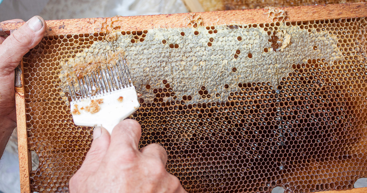 Pszczoły wytwarzają coraz mniej miodu. Naukowcy starają się dociec przyczyn. Zdj. ilustracyjne /123RF/PICSEL