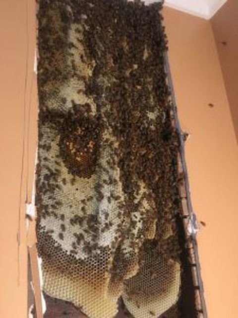 Pszczoły z Hillside /fot. Mickey Hegedus /materiały prasowe