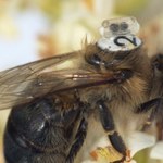 Pszczoły z plecakami. Miniaturowe urządzenie uratuje owady i nasze serca