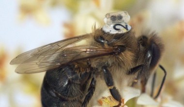 Pszczoły z plecakami. Miniaturowe urządzenie uratuje owady i nasze serca