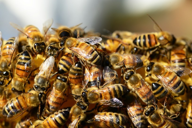Pszczoły zaatakowały rosyjskich żołnierzy /Pixabay.com