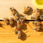 Pszczoły zaatakowały w centrum miasta. Trzy osoby w stanie ciężkim