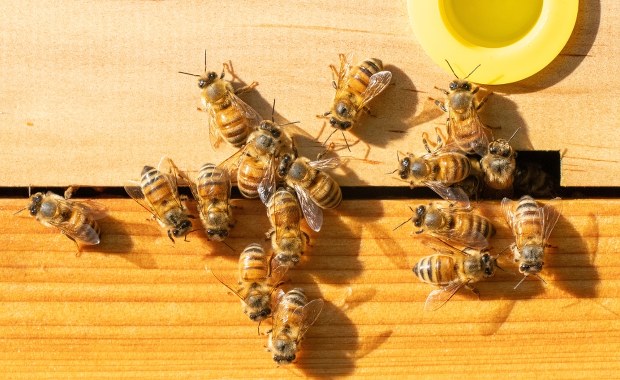 ​Pszczoły zaatakowały w centrum miasta. Trzy osoby w stanie ciężkim