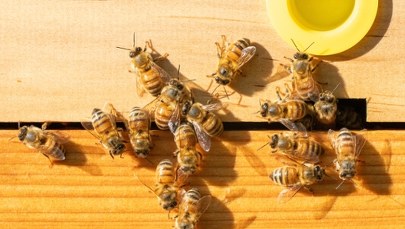 ​Pszczoły zaatakowały w centrum miasta. Trzy osoby w stanie ciężkim