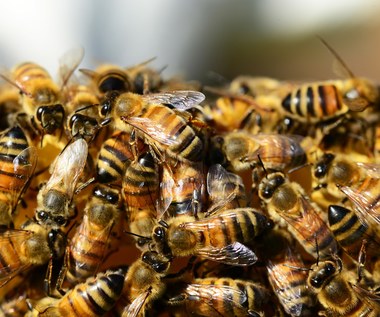 Pszczoły zabiły trzech rosyjskich żołnierzy. Nawet owady stanęły po stronie Ukraińców