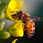 Pszczoły zachowują społeczny dystans w obliczu zagrożenia chorobą 