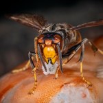 Pszczoły zagrożone przez szerszenie azjatyckie. Ale nie wolno ich zabijać