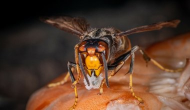 Pszczoły zagrożone przez szerszenie azjatyckie. Ale nie wolno ich zabijać