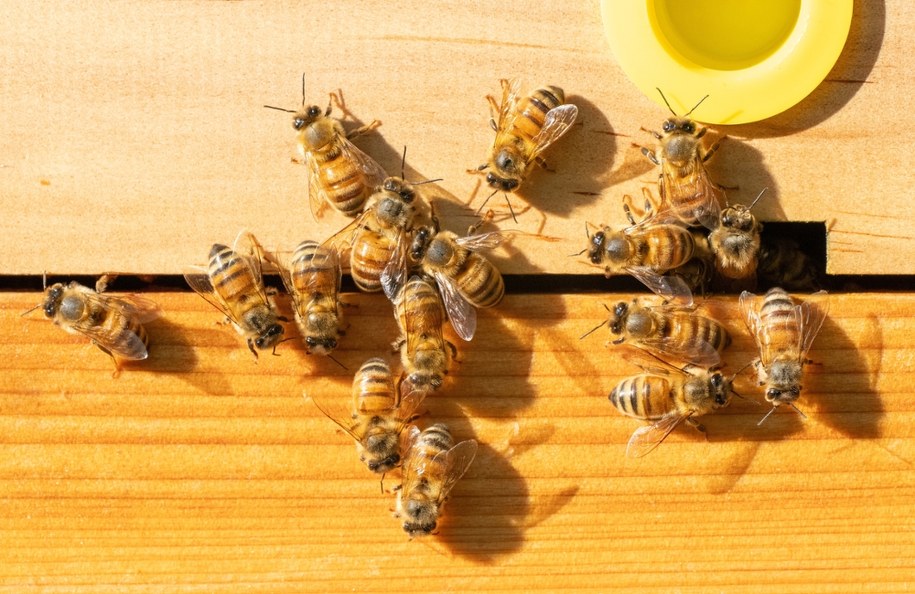 ​Pszczoły zaatakowały w centrum miasta. Trzy osoby w stanie ciężkim