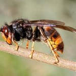 Pszczoły zwiększają efektywność serwerów