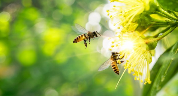 Pszczoły /Shutterstock