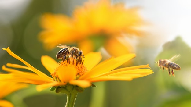 Pszczoły /Shutterstock