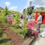 Pszczyna rozkwita światłem i muzyką. Ruszają Daisy Days 2026