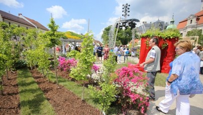 Pszczyna rozkwita światłem i muzyką. Ruszają Daisy Days 2026