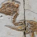 Ptak czy dinozaur? Niezwykłe odkrycie sprzed 120 mln lat