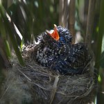 Ptak, którego inne boją się najbardziej. Trwa istny wyścig zbrojeń