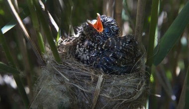 Ptak, którego inne boją się najbardziej. Trwa istny wyścig zbrojeń
