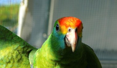 Ptak o tęczowej głowie pojawił się nad chronionym lasem. To wielka rzadkość