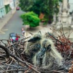 ptaki Ptak założył gniazdo na parapecie. Co grozi za jego zniszczenie?