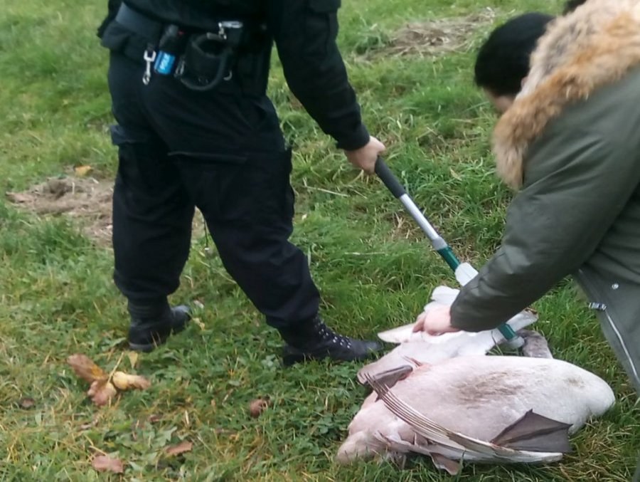 Ptak został opatrzony i trafił do lecznicy /KPP Stalowa Wola /