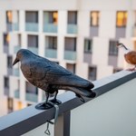 Ptaki będą omijać twój balkon z daleka. Pomogą proste, domowe sposoby