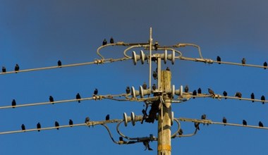 Ptaki eksplodują i spadają z nieba. Amerykanie zachodzą w głowę