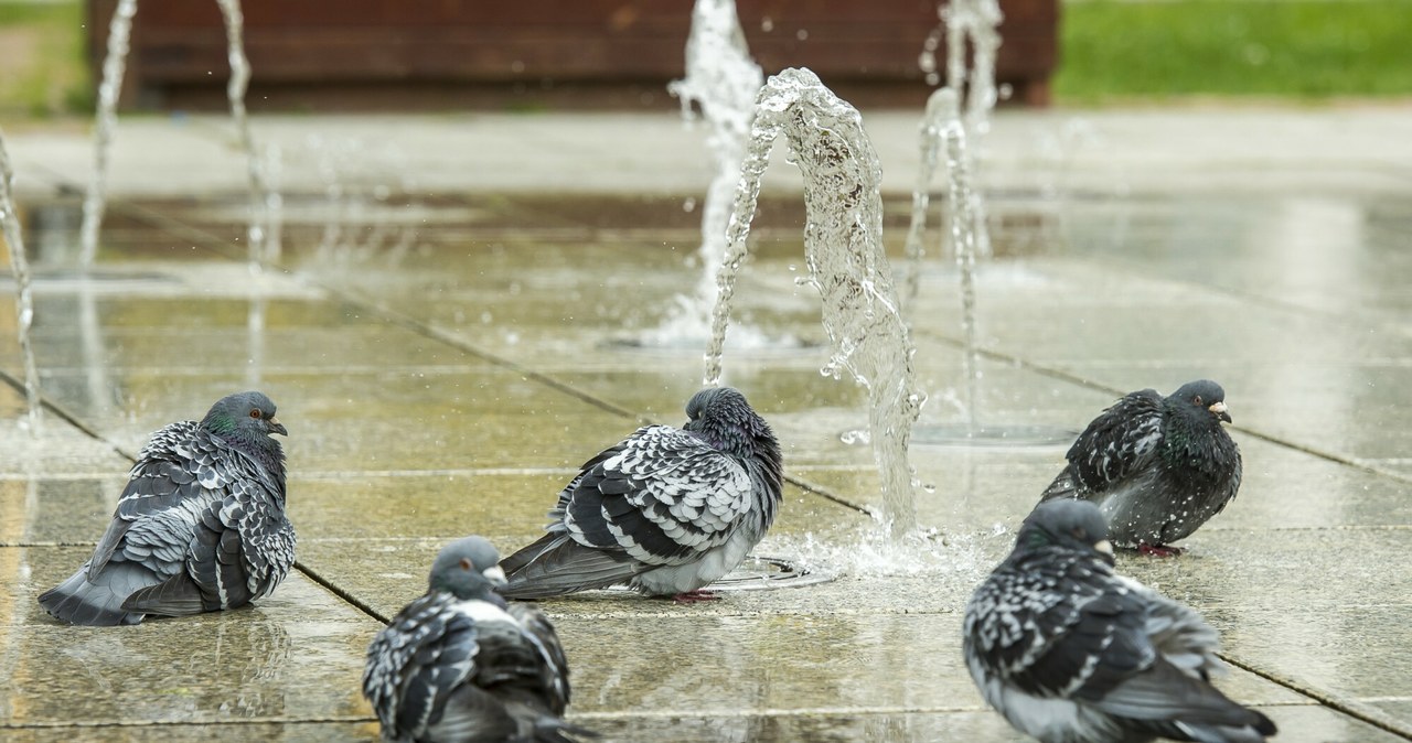 Ptaki i inne zwierzęta lubią korzystać z fontann /Stanislaw Bielski/REPORTER /East News